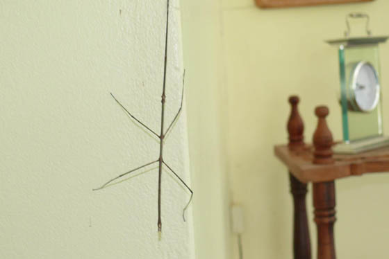 Small Stick Insect!